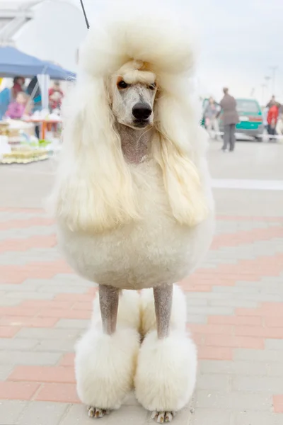 Perro blanco Poodle raza sentado — Foto de Stock
