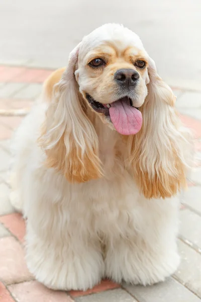 Lindo perro sonriente raza Americano Cocker Spaniel —  Fotos de Stock