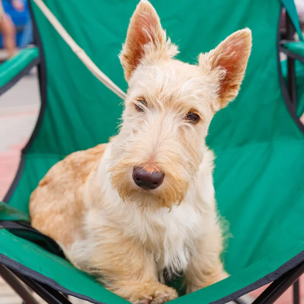 Niedlichen ernsthaften Weizenhund schottischen Terrier Rasse — Stockfoto