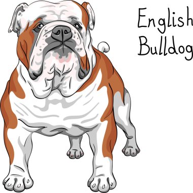 vector sketch dog English Bulldog breed clipart