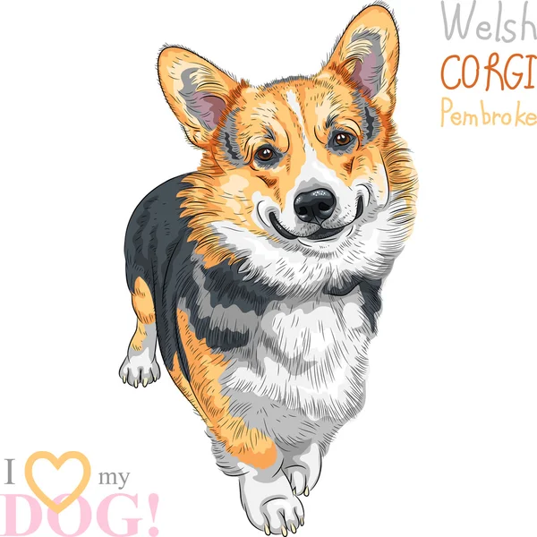 Vektor anjing sketsa Pembroke Welsh Corgi tersenyum - Stok Vektor