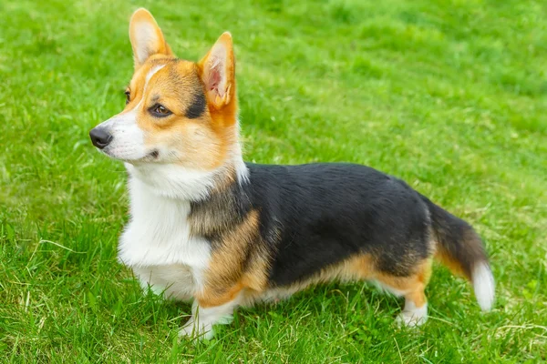 펨브룩 웨일즈 어 corgi 웃는 개 — 스톡 사진