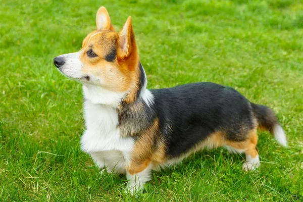 Hond Pembroke Welsh corgi glimlachen — Stockfoto