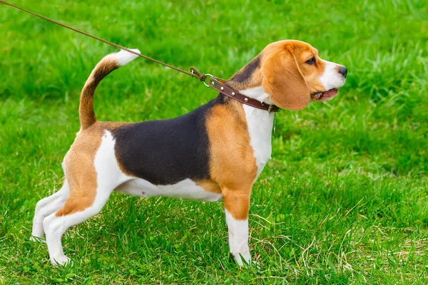 Hunderasse Beagle steht auf dem grünen Gras — Stockfoto