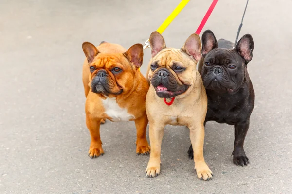 three domestic dogs French Bulldog breed