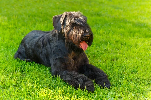 Domestic dog Black Giant Schnauzer breed — Zdjęcie stockowe