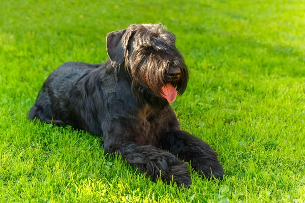 Domestic dog Black Giant Schnauzer breed — Stok fotoğraf