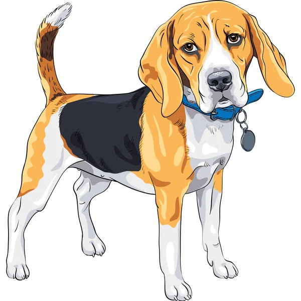Boceto vectorial perro serio raza Beagle — Vector de stock