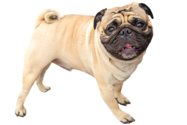 Domestic dog fawn Pug breed — Stock Photo, Image