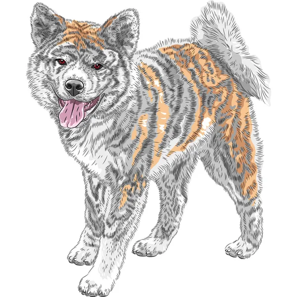 Chien de croquis vectoriel Akita Inu sourires de race japonaise — Image vectorielle