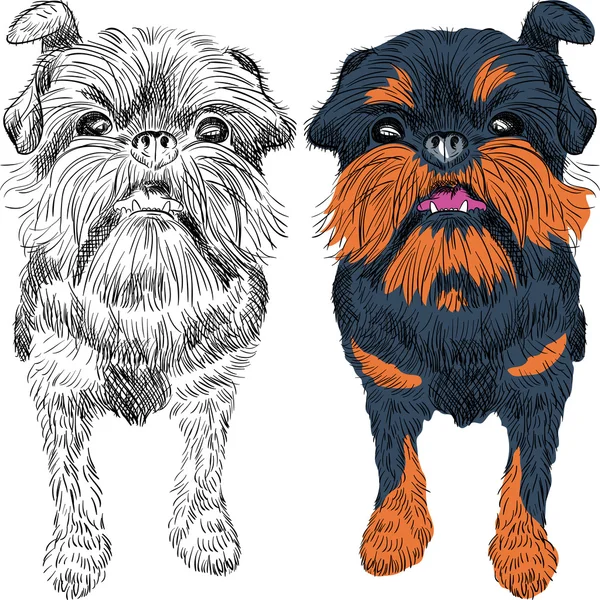 Vector sketch red dog Brussels Griffon breed — Stock Vector