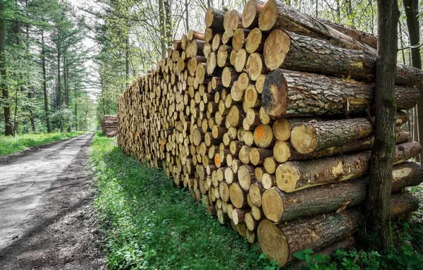 Stor Hög Med Hackade Timmerstockar Staplade Bredvid Kärrväg Skogen — Stockfoto