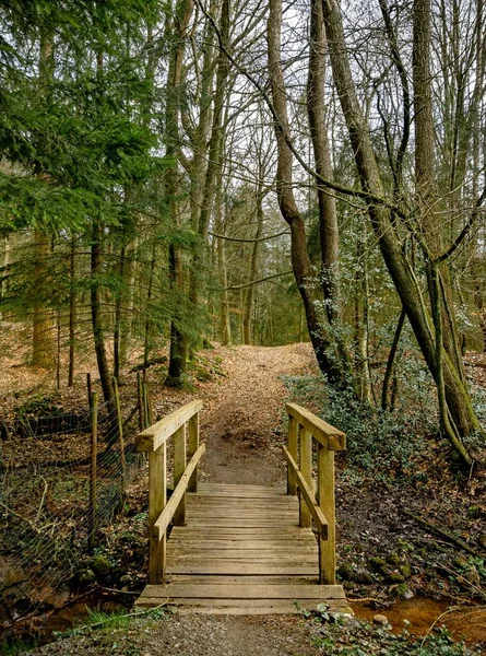 Uma Cena Floresta Com Uma Ponte Madeira Atravessando Pequeno Riacho — Fotografia de Stock