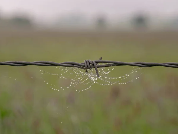 Dew Kapky Pavučině Visí Ostnatý Drátěný Plot Měkkou Krajinou Pozadí — Stock fotografie