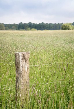 Arkasında ağaçlık bir ağaçlık alan olan bir tarlada tahta bir çit direği.