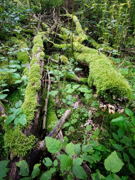 森林地面上躺着一对覆盖着苔藓的树干的林地景象 — 图库照片