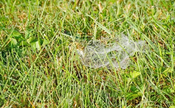 Una Ragnatela Bassa Nell Erba Del Giardino Con Gocce Rugiada — Foto Stock