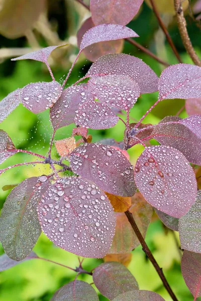 コティヌス コギグリアの葉に水滴 ロイヤルパープルの植物 — ストック写真