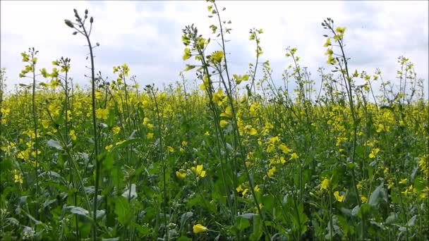 Поле рослин насіння ріпаку — стокове відео