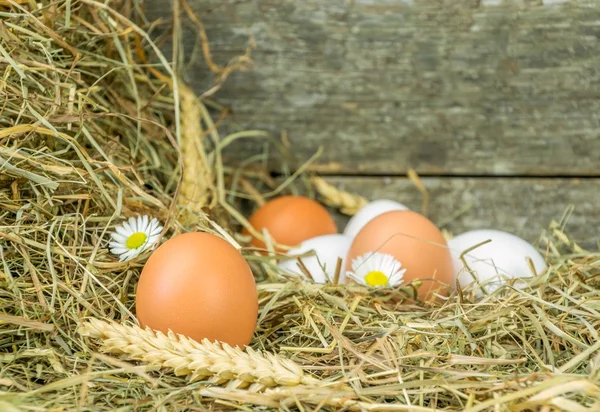Świeże jaja w słomy — Zdjęcie stockowe
