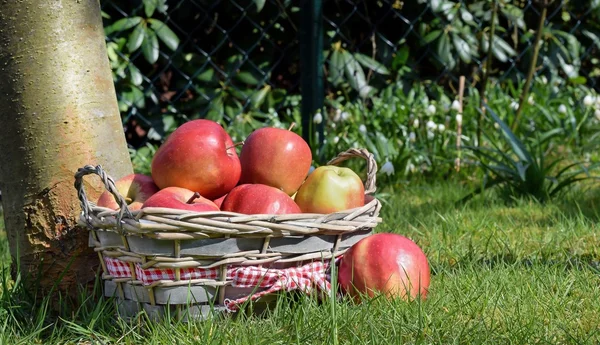 Koš červená jablka — Stock fotografie