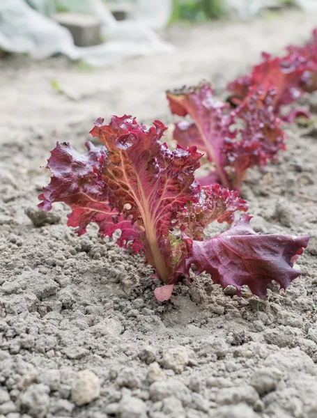 Ряд молодих рослин салату — стокове фото