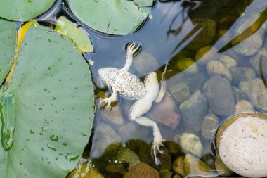 Bir havuzda ölü kurbağa