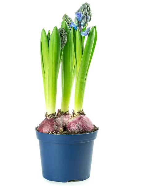 Una olla de flores de jacinto con bulbos —  Fotos de Stock