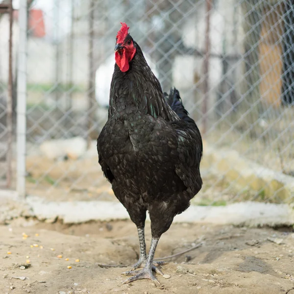 Galinha preta jersy / frango — Fotografia de Stock