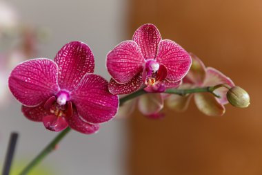 İzole edilmiş orkide çiçeği