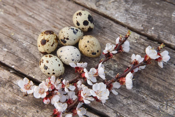 Feliz Pascua con flores y huevos de codorniz — Foto de Stock