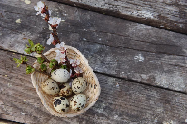 Joyeuse Pâques avec des fleurs et des œufs de caille — Photo