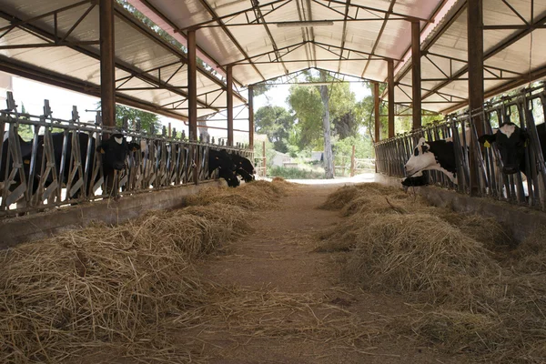 dairy cows in a cattle shed