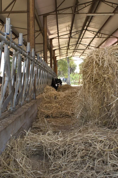 Dairy cows in a cattle shed with hay bale — Stock Photo, Image