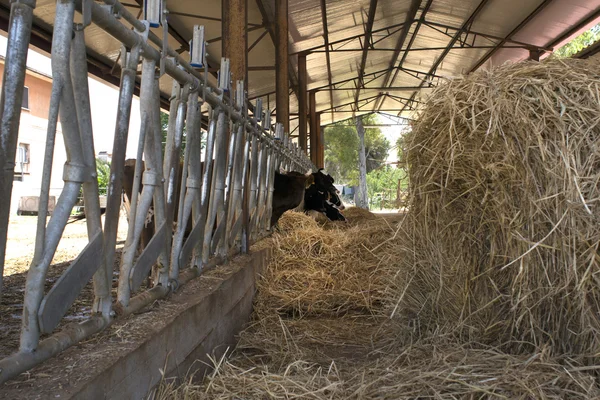 Paca de heno con vacas comiendo en una granja Imágenes De Stock Sin Royalties Gratis