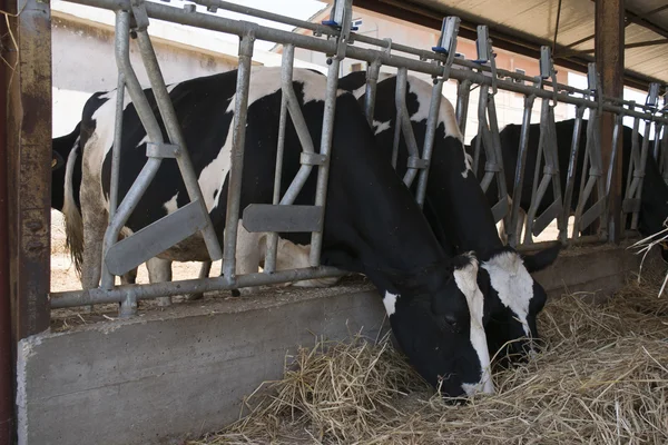 Cows eating grass in a cattle shed — Stock Photo, Image