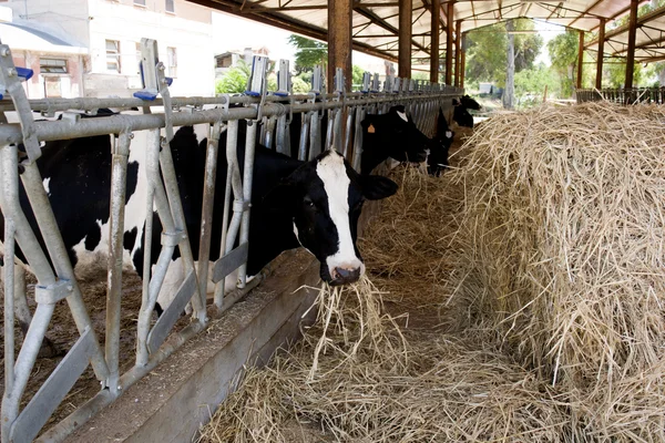 Krowy jedzą trawę w szopie bydła — Zdjęcie stockowe