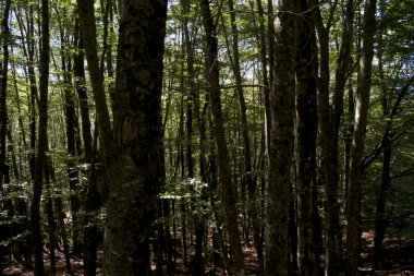 ışıklar ve gölgeler bir ormanda