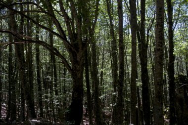 ışıklar ve gölgeler bir ormanda