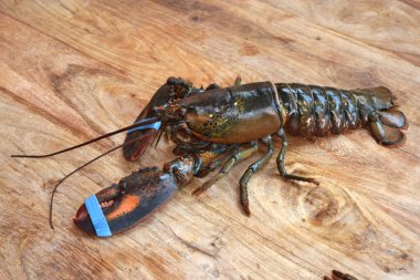 Tahta arka planda yaşayan Kanadalı Lonbster