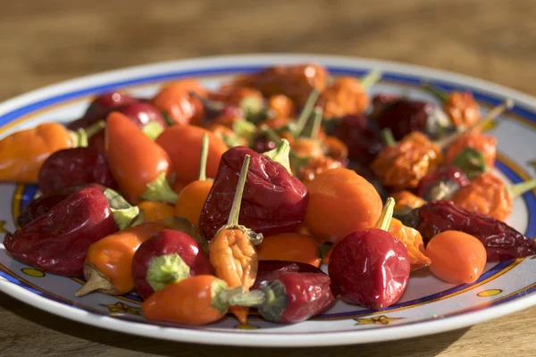 Calabrese hot peppers — Stock Photo, Image