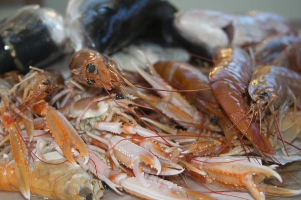 Fresh fish of the mediterranean — Stock Photo, Image