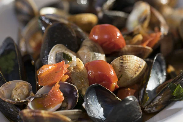 Clams and mussels — Stock Photo, Image