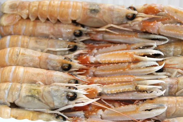 Frische Scampi aus dem Mittelmeer — Stockfoto