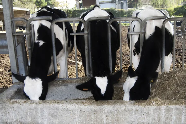 Cattleshed, kulübeler Stok Resim