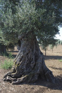 asırlık zeytin ağacı