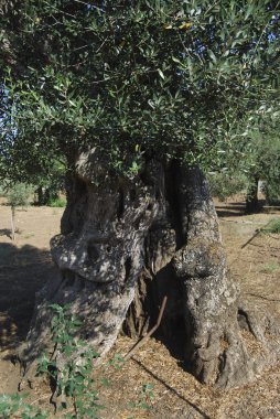 asırlık zeytin ağacı