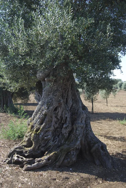 Árvore de oliveira centenária — Fotografia de Stock