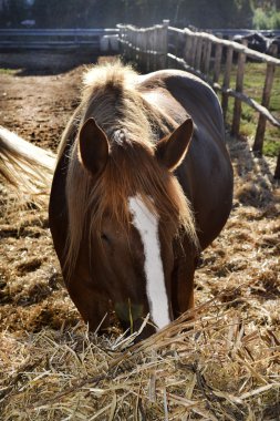 istikrarlı bir aygır