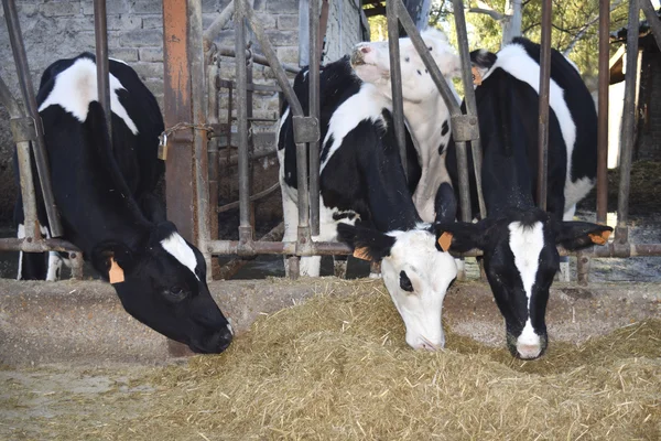 Cows eating i a trough of a cattleshed — Stock Photo, Image